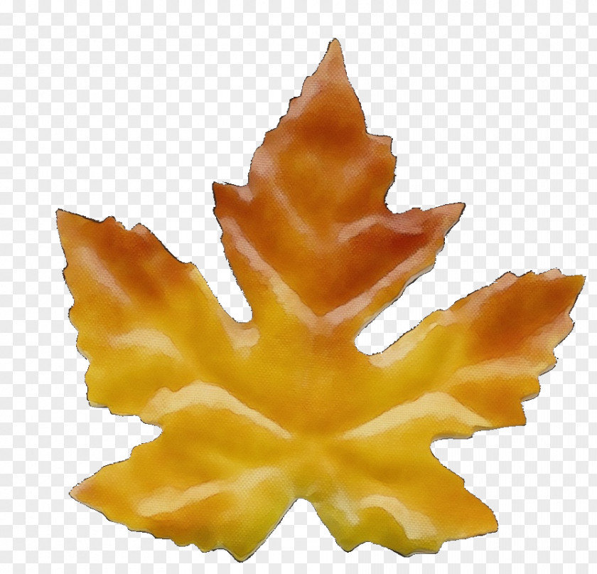 Starfruit Plane Maple Leaf PNG