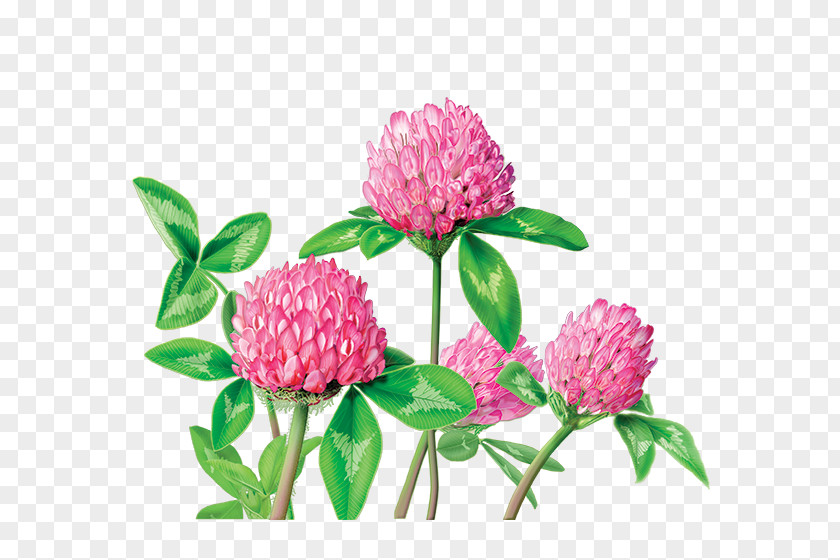 Water Color Flowers Herbal Tea Red Clover Dietary Supplement PNG