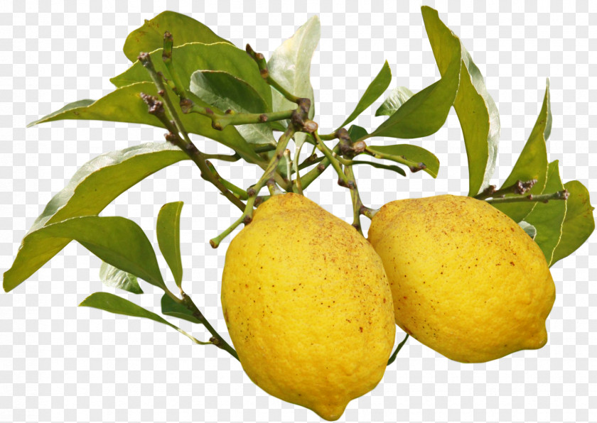 Beautiful Mango Meyer Lemon Fruit Auglis PNG