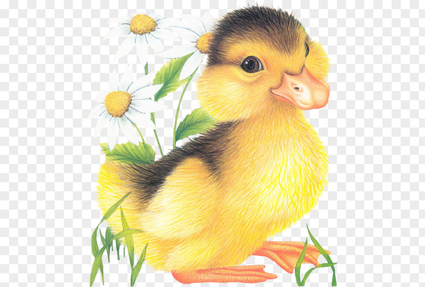 Duck Love Friendship Flower Joy Blog PNG