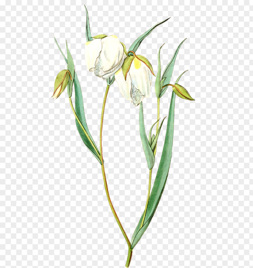 Flower Tulip Lilium PNG