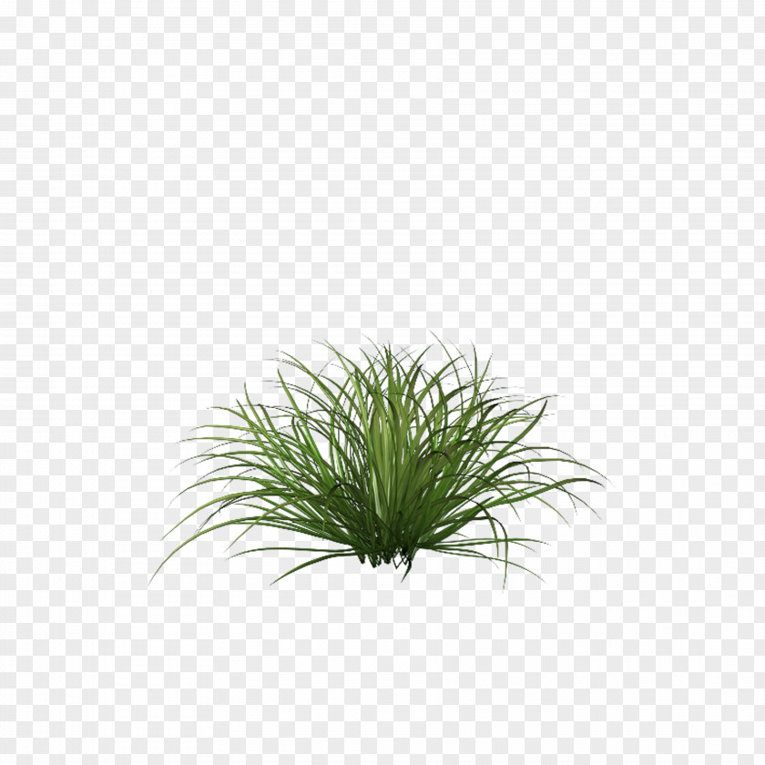Green Grass Grasses And Grains Clip Art PNG