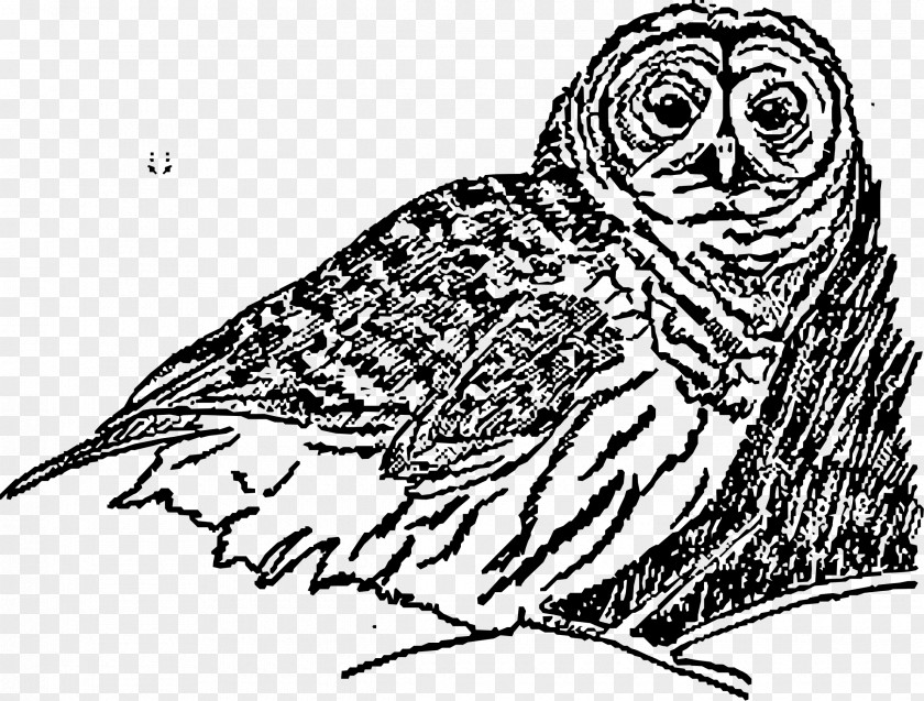 Owl Line Art Drawing Clip PNG