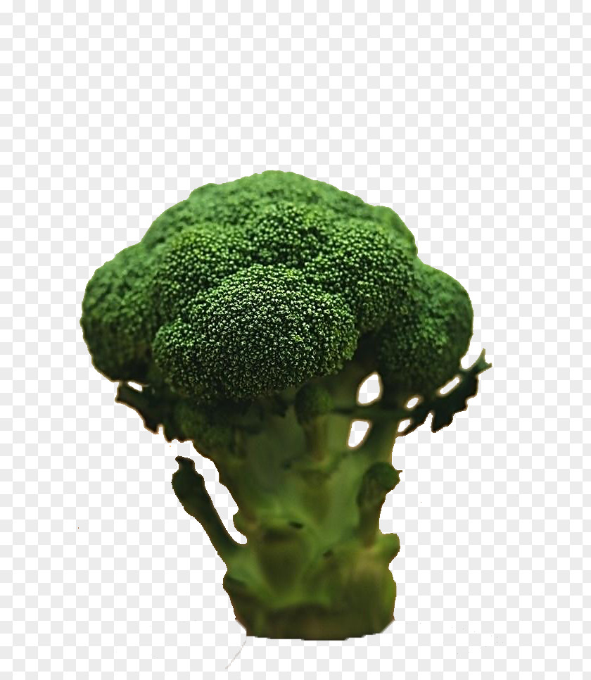 Product Kind Broccoli Vegetable Food Diet Stock Photography PNG