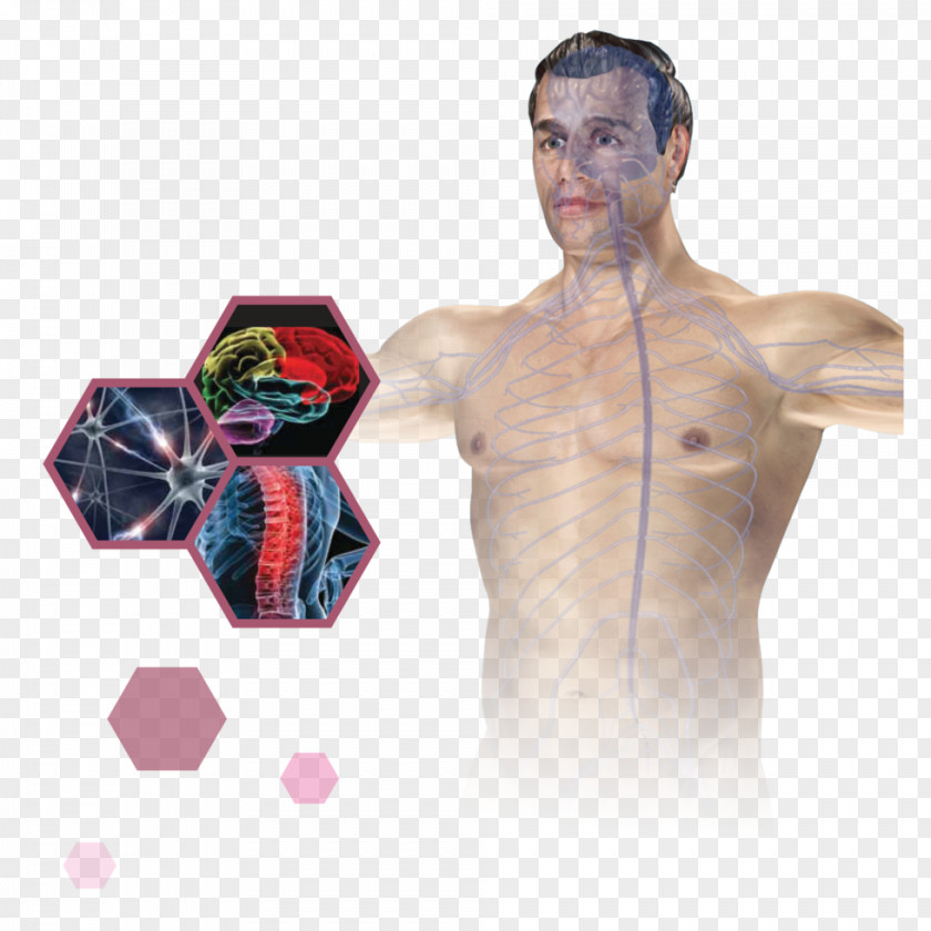 Array Health Shoulder PNG