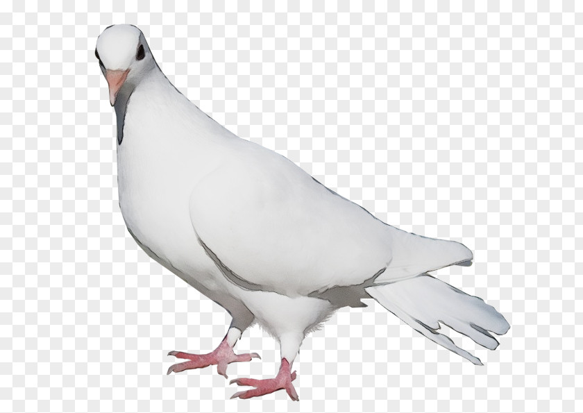 Wing Rock Ptarmigan Dove Bird PNG