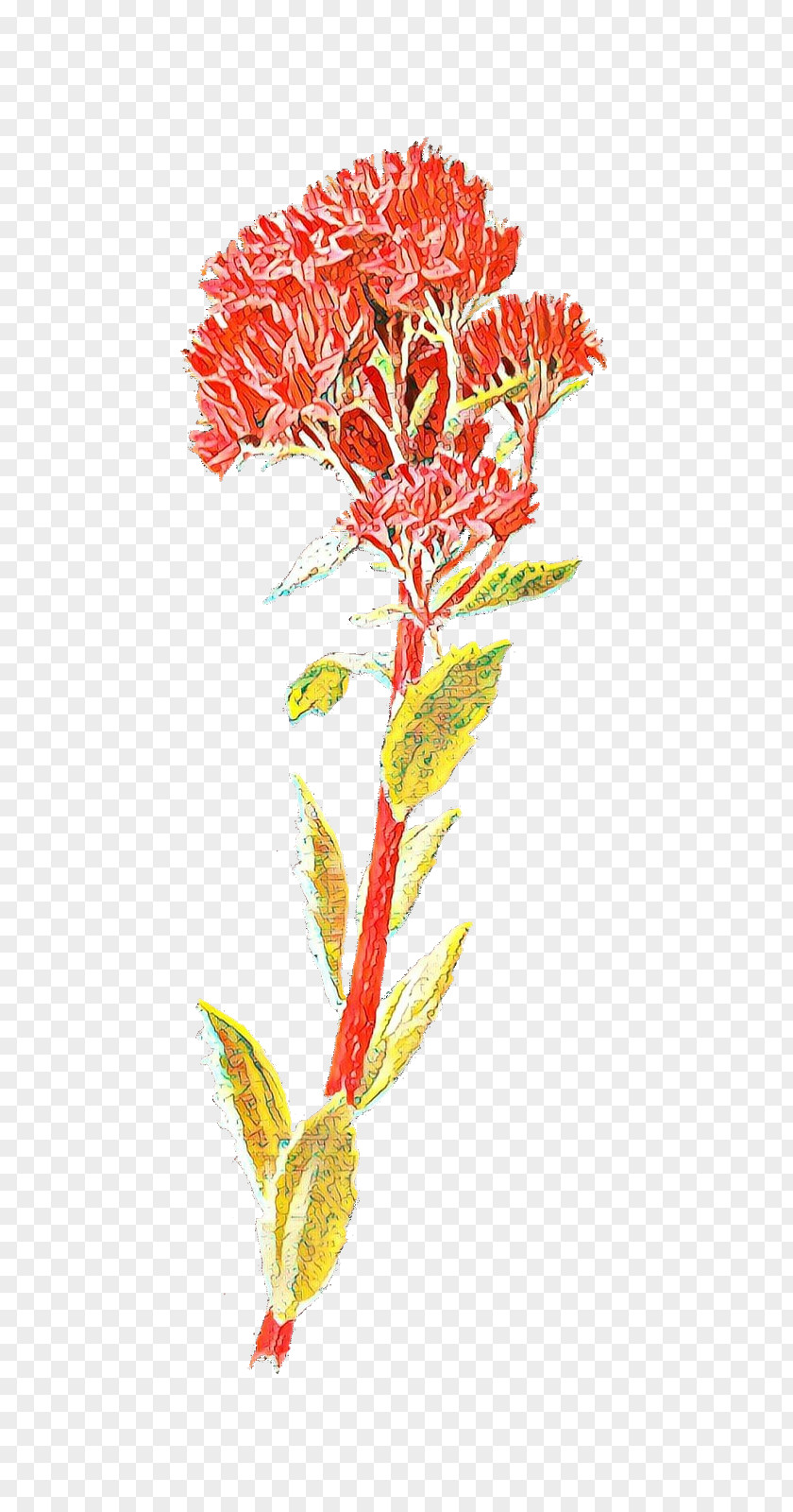 Amaranth Family Castilleja Pink Flower Cartoon PNG