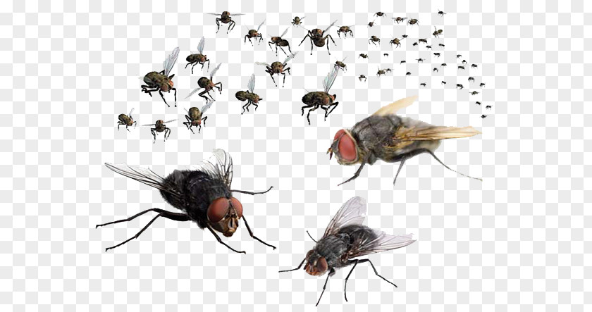 Flies Transparent Image Mosquito Fly PNG