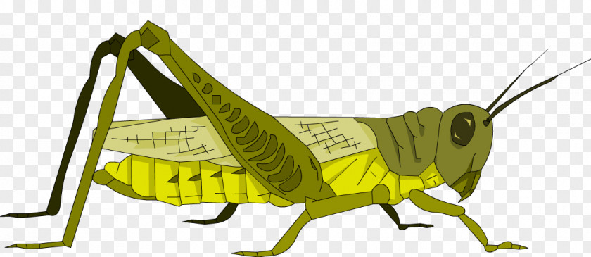 Grasshopper Clip Art Image Illustration PNG