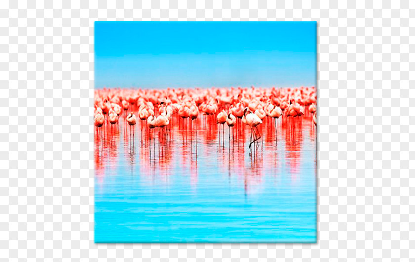 Greater Flamingo Picture Frames Canvas Blejtram Tableau PNG