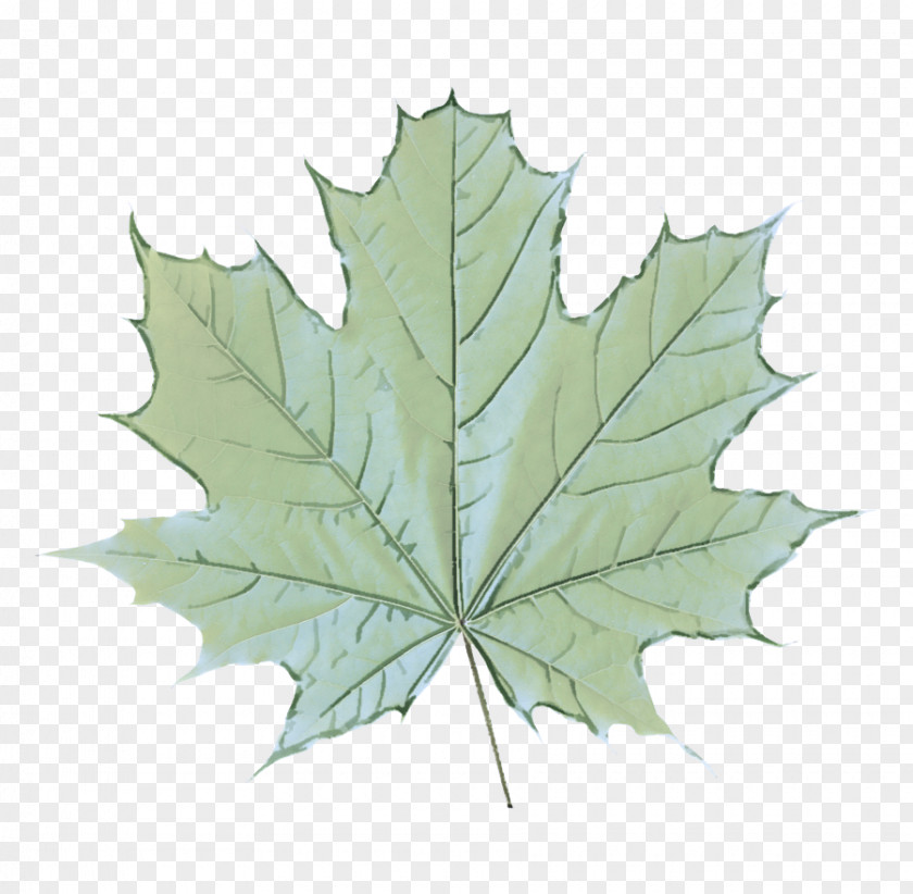 Planetree Family Flowering Plant Maple Leaf PNG