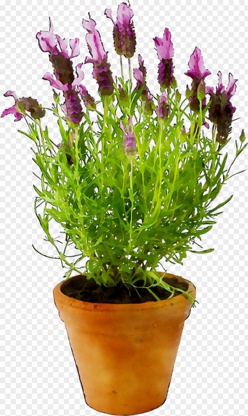 Prosper Plast Rato Case Flowerpot 60 X 25 24 Cm Evelots Self Watering Garden Lavender PNG