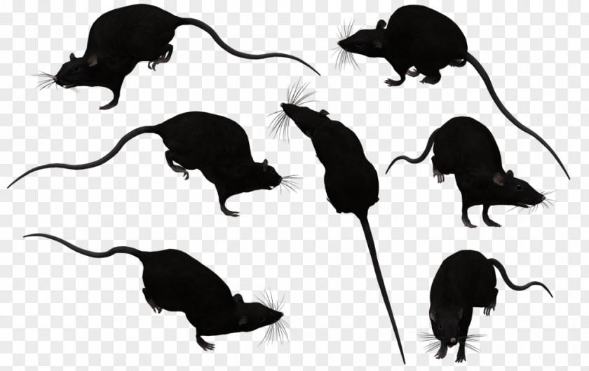 Rat Silhouette Brown Mouse Black Clip Art PNG