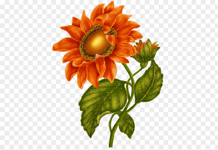 Sunflower Common Clip Art PNG