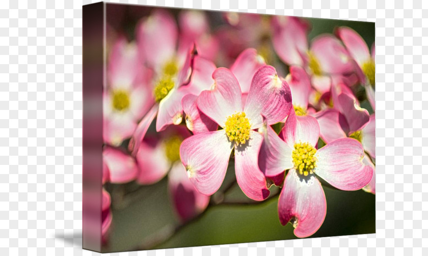 Cherry Blossom Pink M ST.AU.150 MIN.V.UNC.NR AD PNG