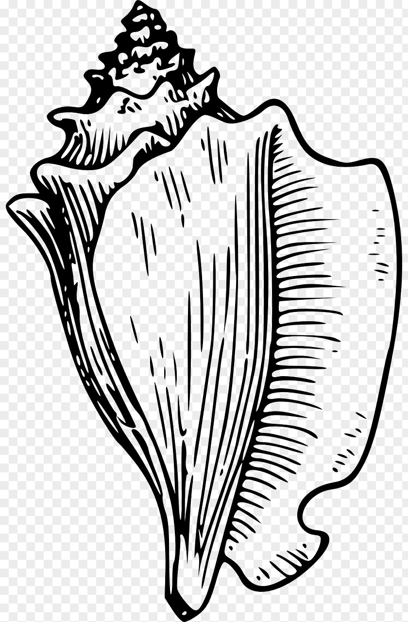 Conch Lord Of The Flies Coloring Book Seashell Clip Art PNG