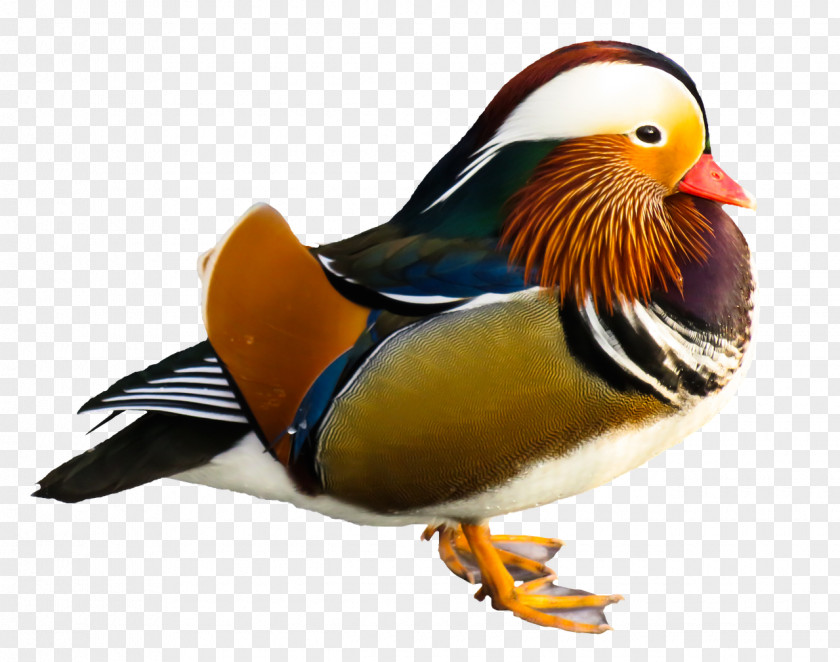 Duck Mandarin Mallard Goose Bird PNG