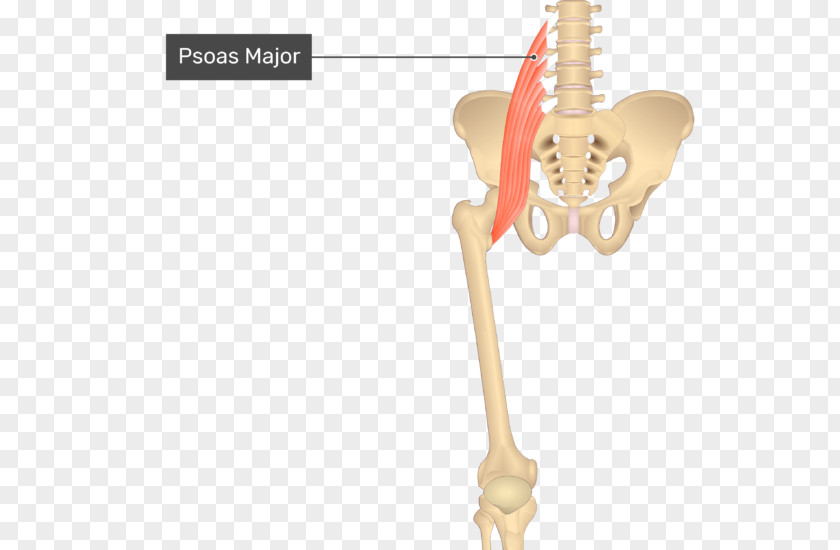 Iliopsoas Adductor Longus Muscle Brevis Muscles Of The Hip Magnus Pectineus PNG