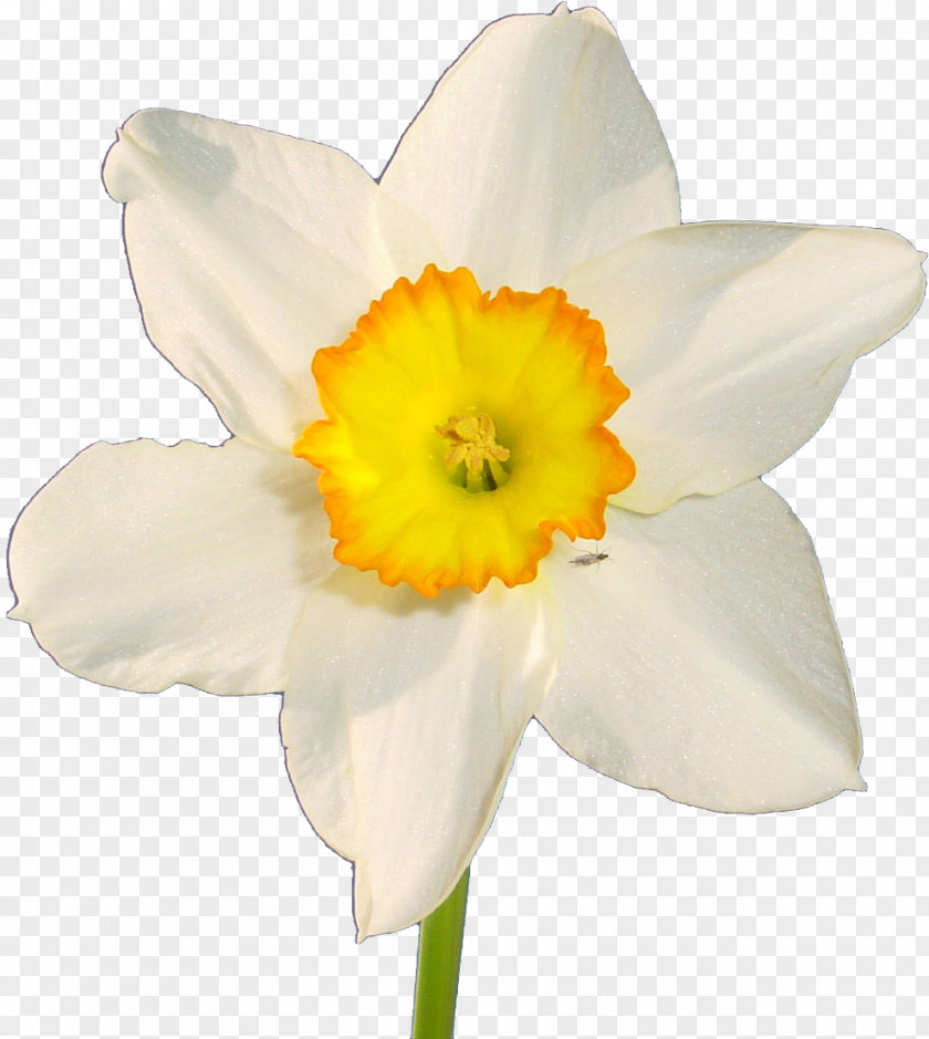 Narcissus Flower Daffodil Kartka Desktop Wallpaper Photography PNG