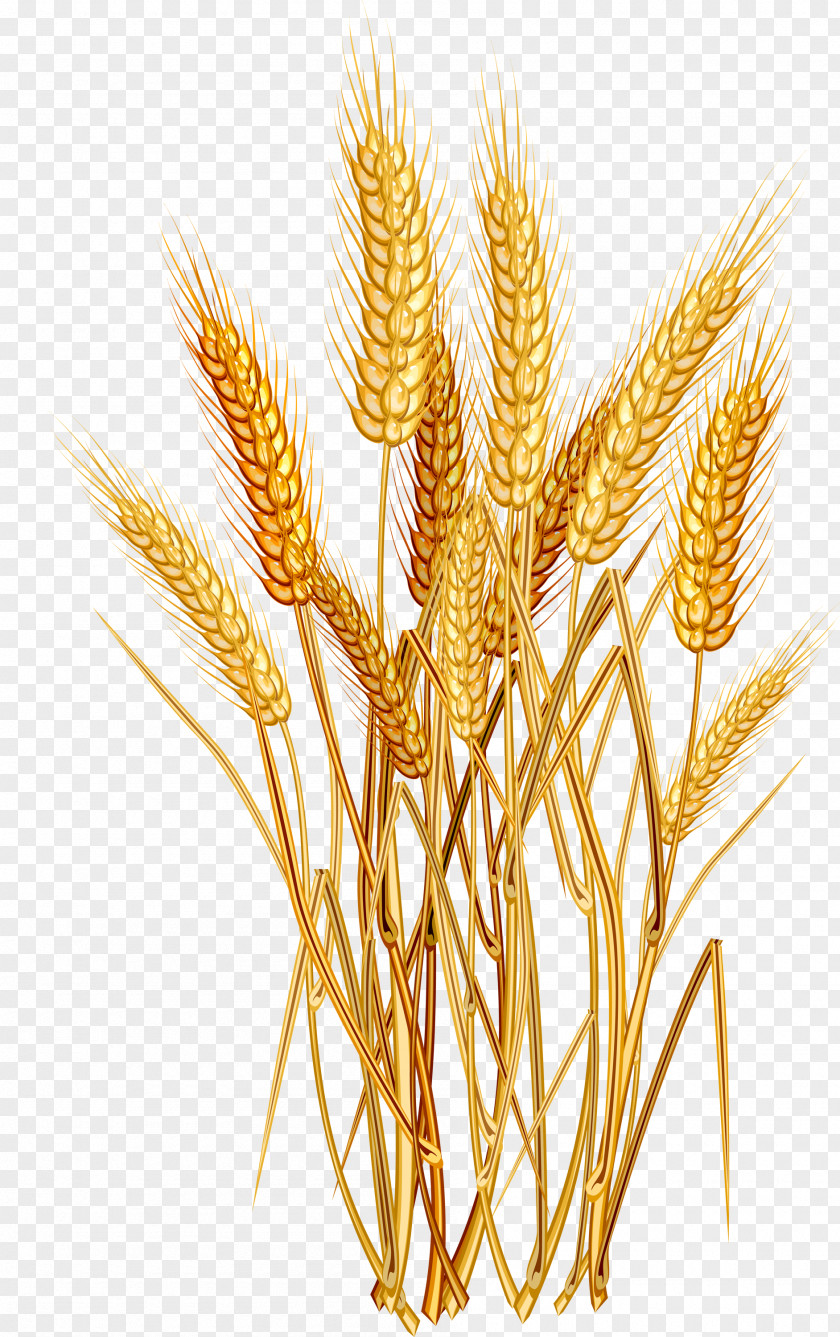 Oats Common Wheat Ear Cereal Clip Art PNG