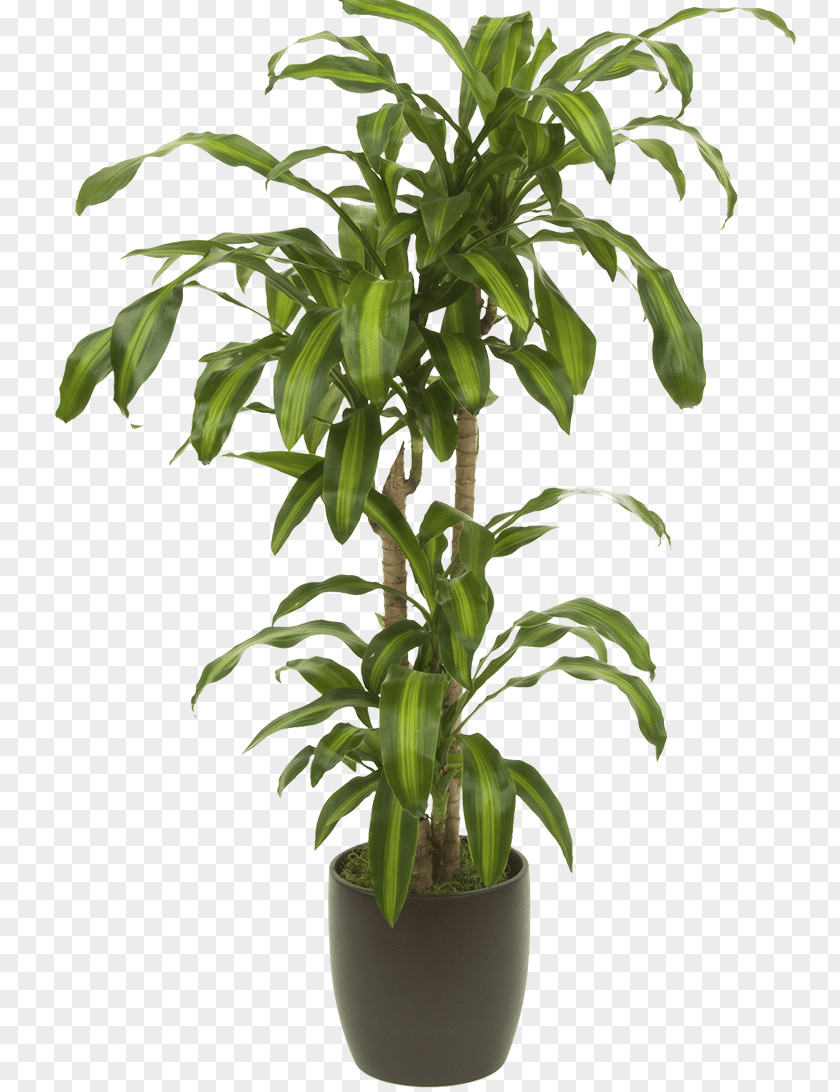 Plant Houseplant Dracaena Reflexa Var. Angustifolia Flowerpot PNG