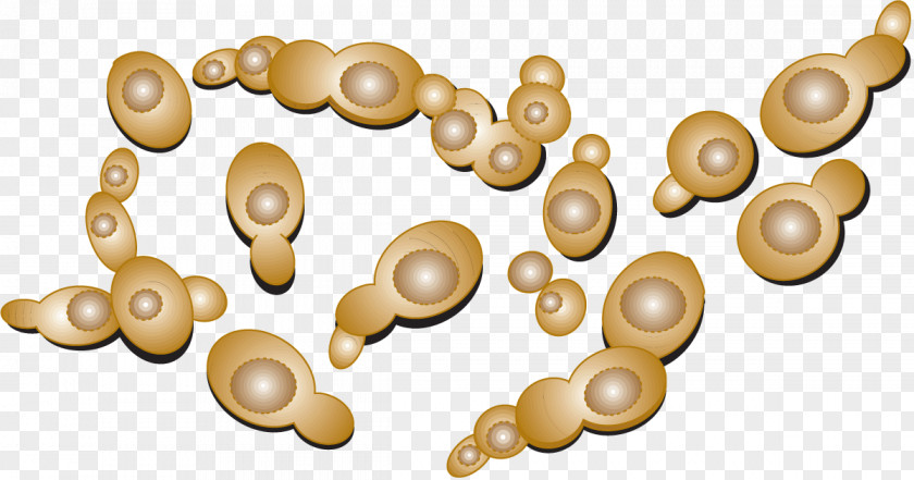 Pullulate Yeast Microbiology Cell Protoplasm Science PNG