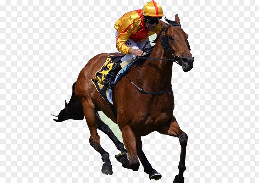 Thoroughbred Horse Racing Jockey The Grand National PNG