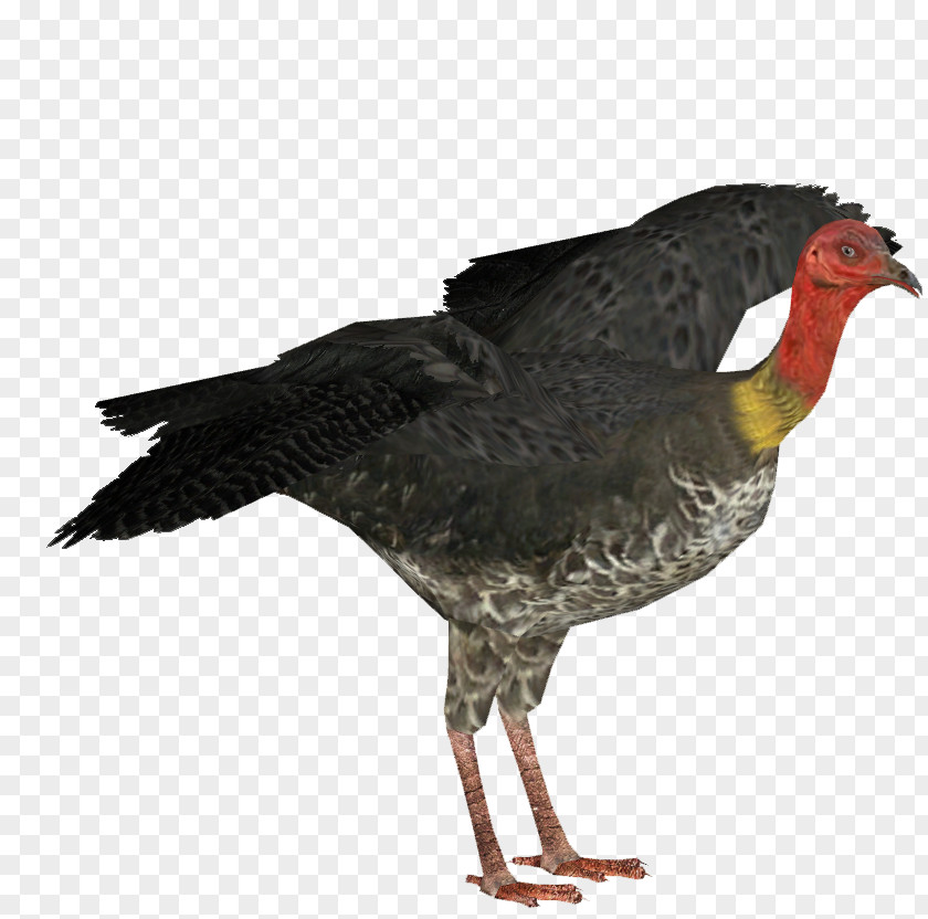 Beak Bird Turkey Cartoon PNG