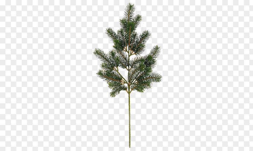 Fir-tree PNG clipart PNG