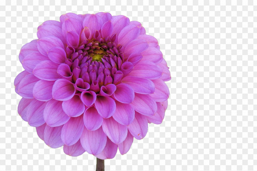 Flower Dahlia Garden Pink Flowers Cut PNG