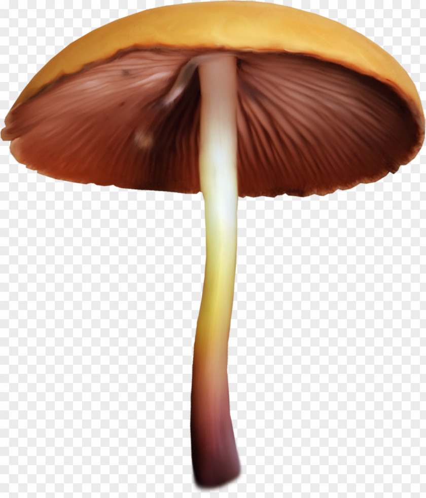 Mushrooms Edible Mushroom Fungus Aspen Clip Art PNG