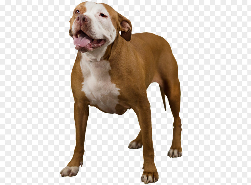 Pitbull American Bully Pit Bull Terrier Rare Breed (dog) PNG