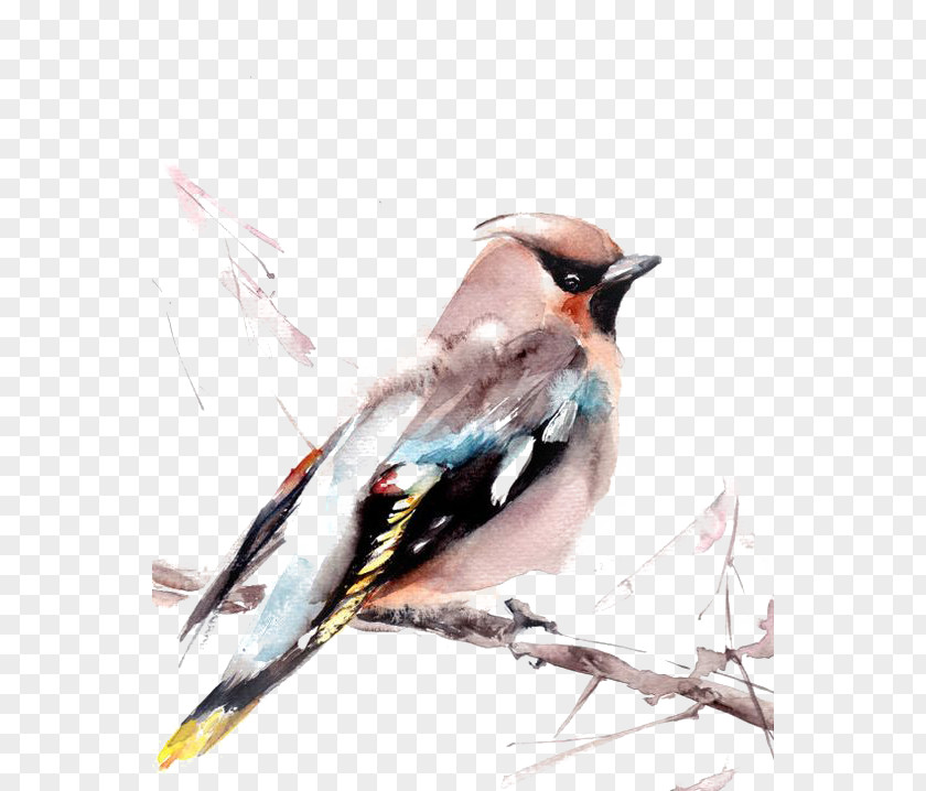 Sparrow Bird Watercolor Painting Printmaking Art PNG