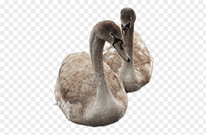 Swan Cygnini Duck Bird PNG