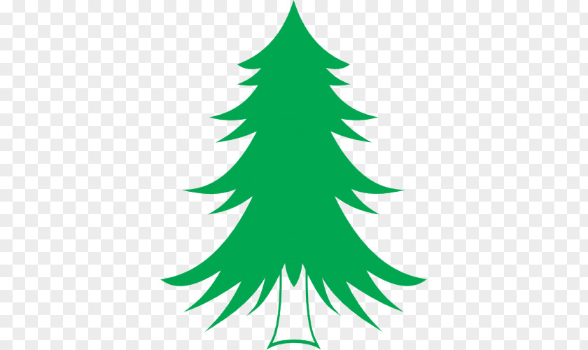 Tree Spruce Pine Abies Alba Langenscheidt Vokabeltrainer PNG