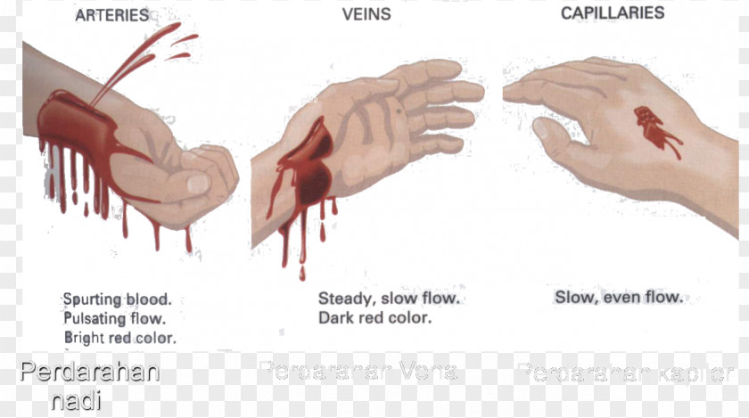 Blood Bleeding Circulatory System Thumb Heart PNG