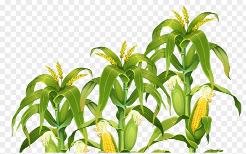 Corn Field Clip Art Image PNG
