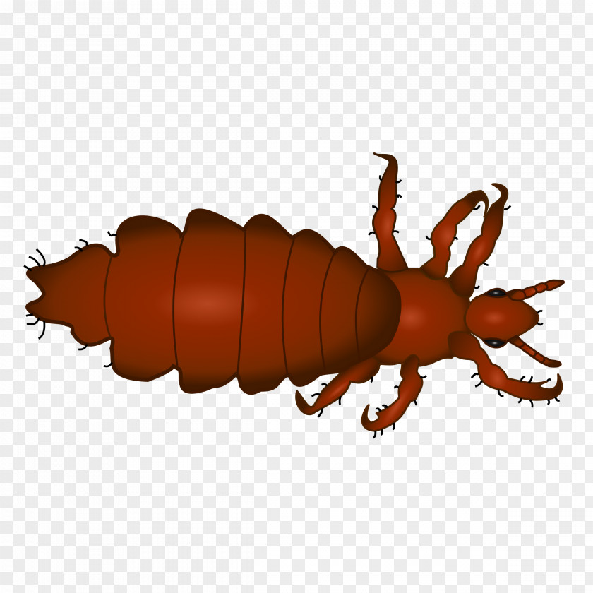 Insect Head Louse Lice Infestation Scalp PNG