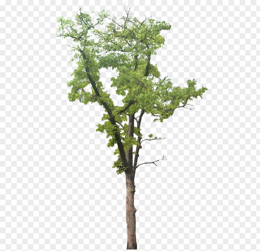 Monstera Tree Plant Wodyetia Arecaceae PNG
