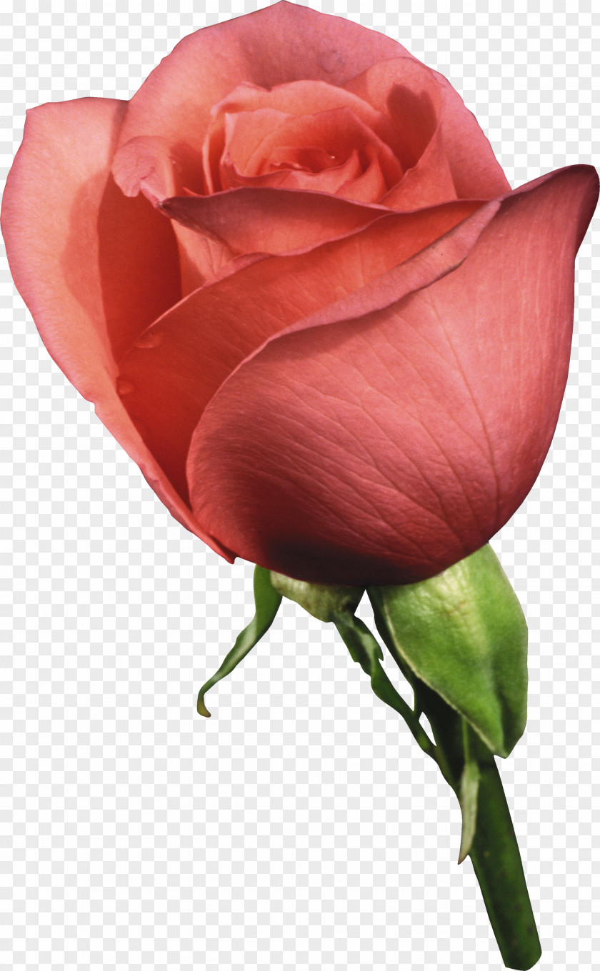 Rose Still Life: Pink Roses Flower Rosaceae Garden Rainbow PNG