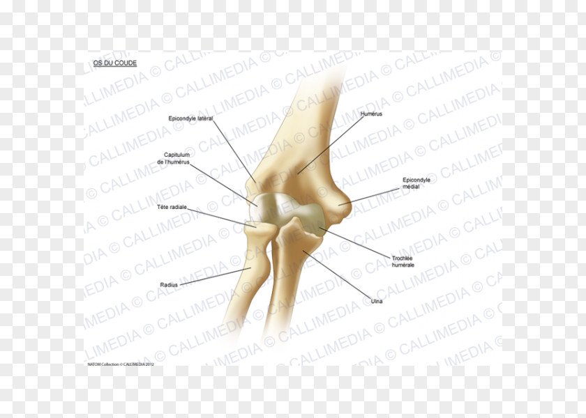 Appareil Digestif Thumb Elbow Bone Human Anatomy PNG