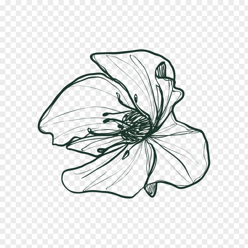 Floral Drawing Image Flower Vector Graphics PNG