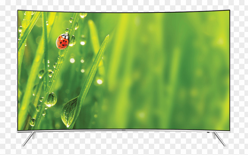 Spring Promotion Ladybird Beetle Stock Photography Little Ladybugs Royalty-free PNG