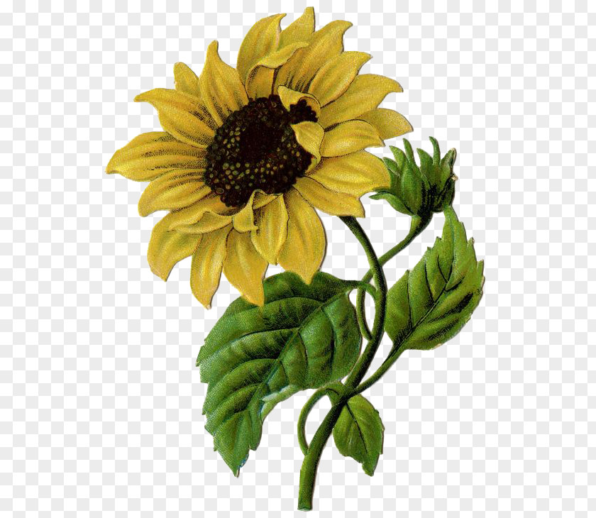 Sunflower Photos Common Helianthus Xc3u2014 Laetiflorus Illustration PNG