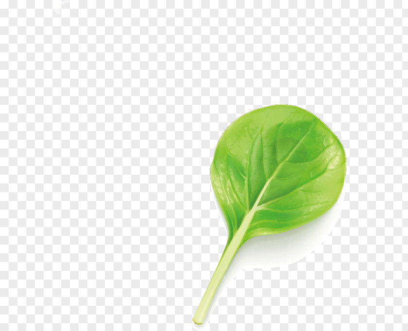 Vector Green Leaves Leaf Euclidean PNG