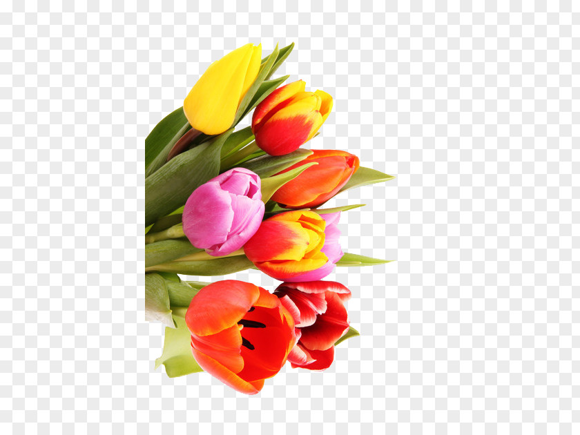 Beautiful Colored Tulip Bouquet Flower Raster Graphics Nosegay PNG