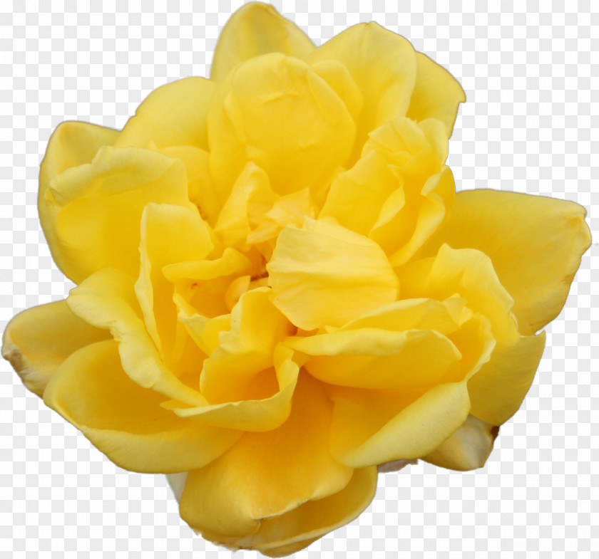 Beautiful Yellow Rose Close-up Beach Flower Clip Art PNG