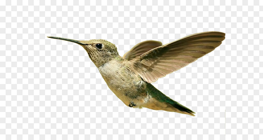 Bird Hummingbird Desktop Wallpaper 1080p Parrot PNG