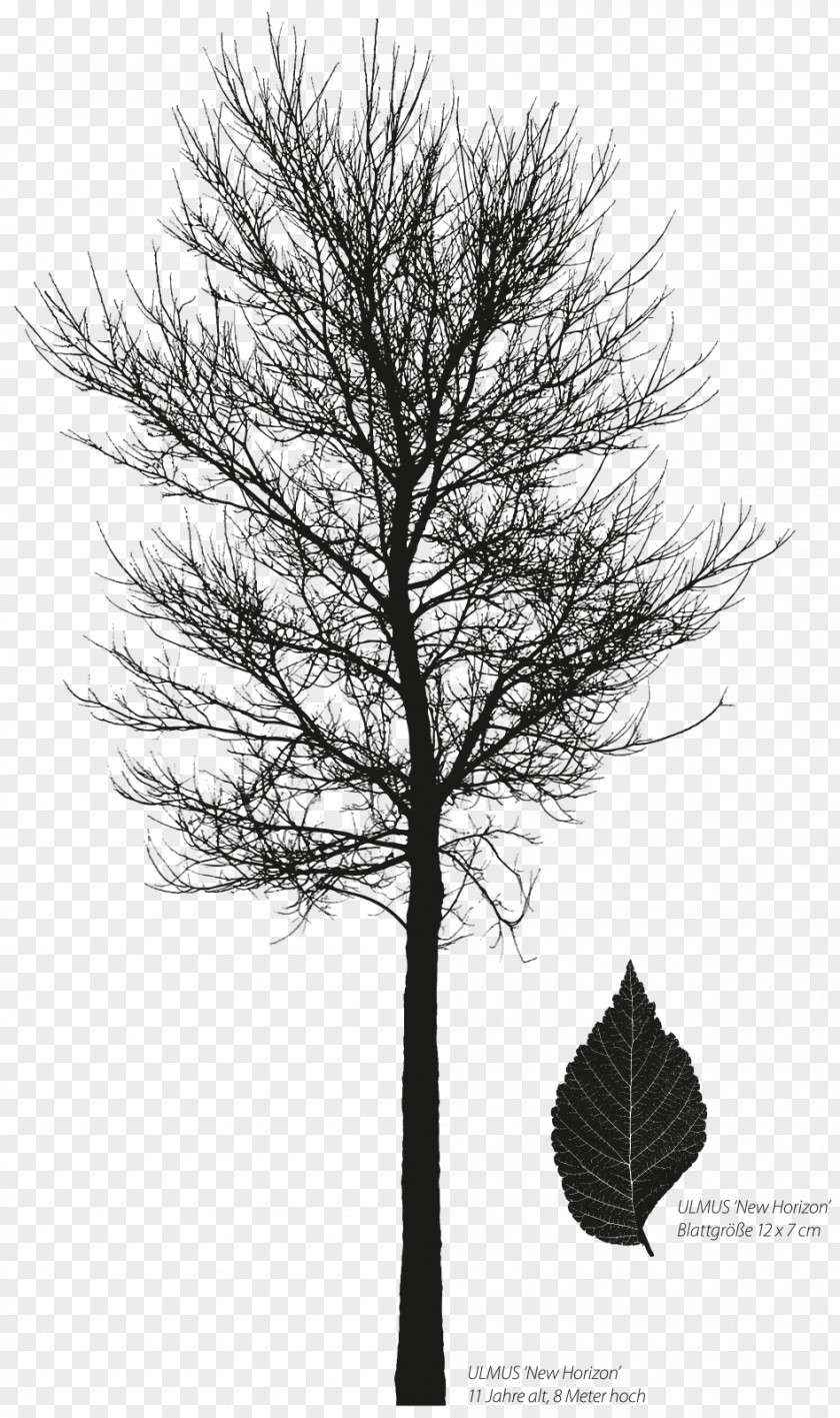 Ulmus Larch 'New Horizon' Pine Siberian Elm Davidiana Var. Japonica PNG