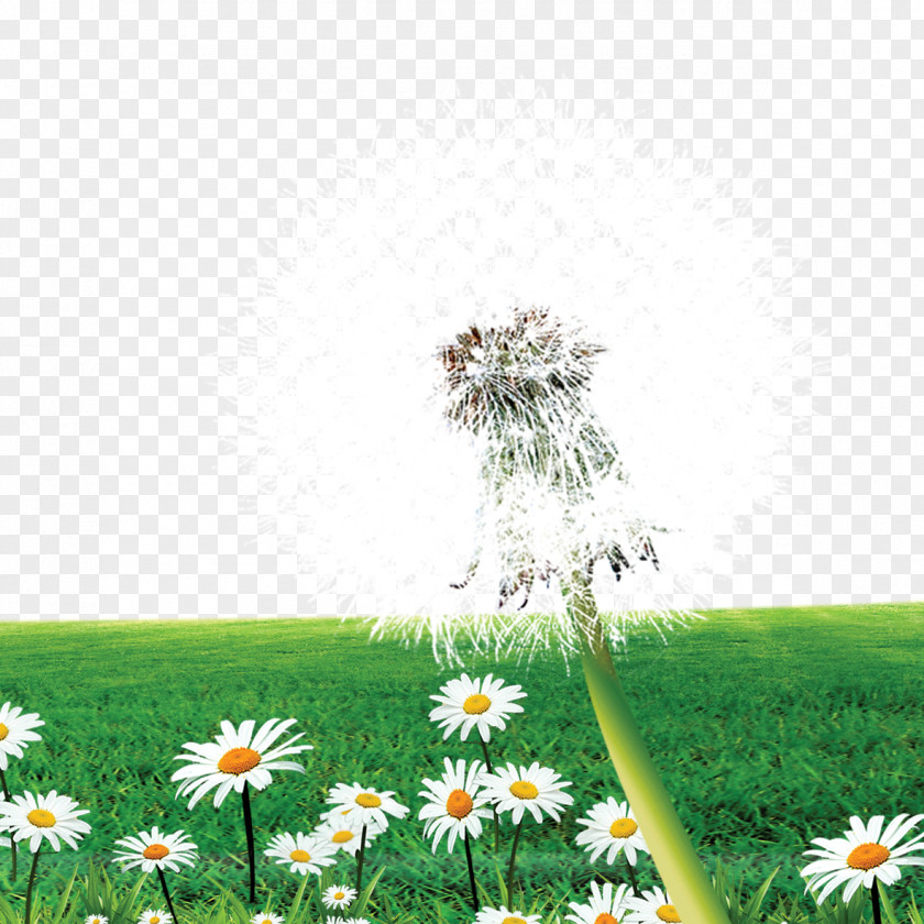 Dandelion Meadow Flower PNG